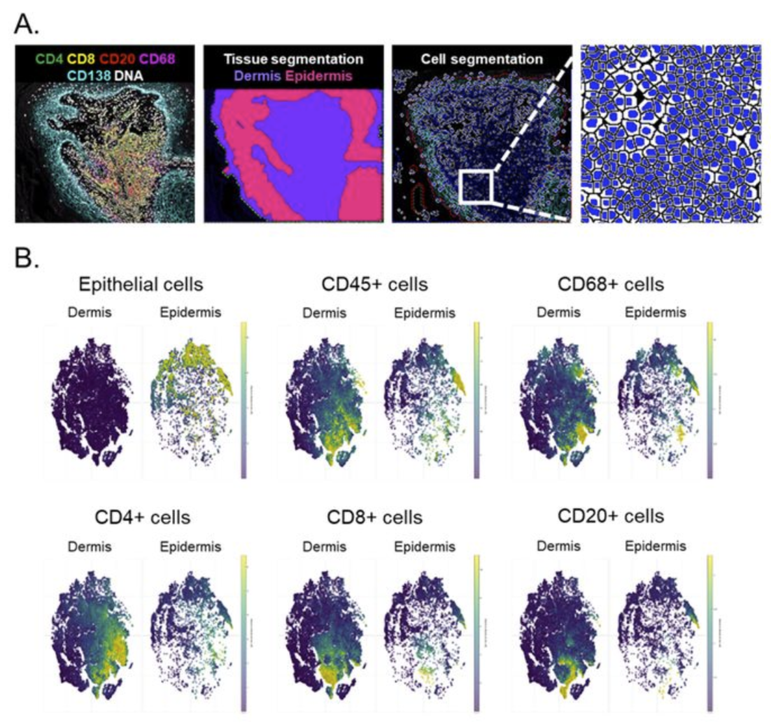 Phenoplex was used for: 1) Visualization 2) Tissue Segmentation 3) Nuclear and cell segmentation 4) Cellular phenotyping 5) Results exploration