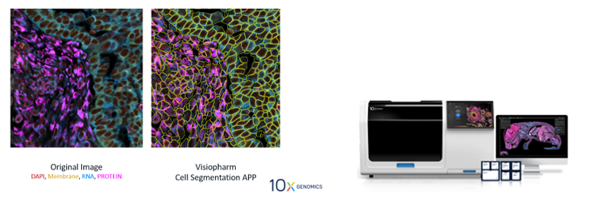 vis_release_20260201_export_label_overlays